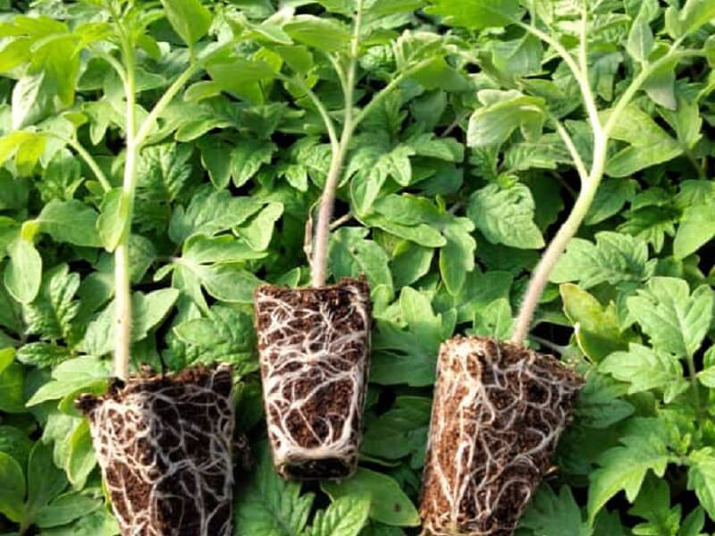 علت رشد نکردن نشا گوجه فرنگی دلایل متعددی دارد که می_توان آنها را به دسته_های کلی عوامل محیطی، عوامل بیماری_زا، عوامل تغذیه_ای و مشکلات بذر یا نشا دانست. در این مقاله به بررسی این عوامل می_پردا